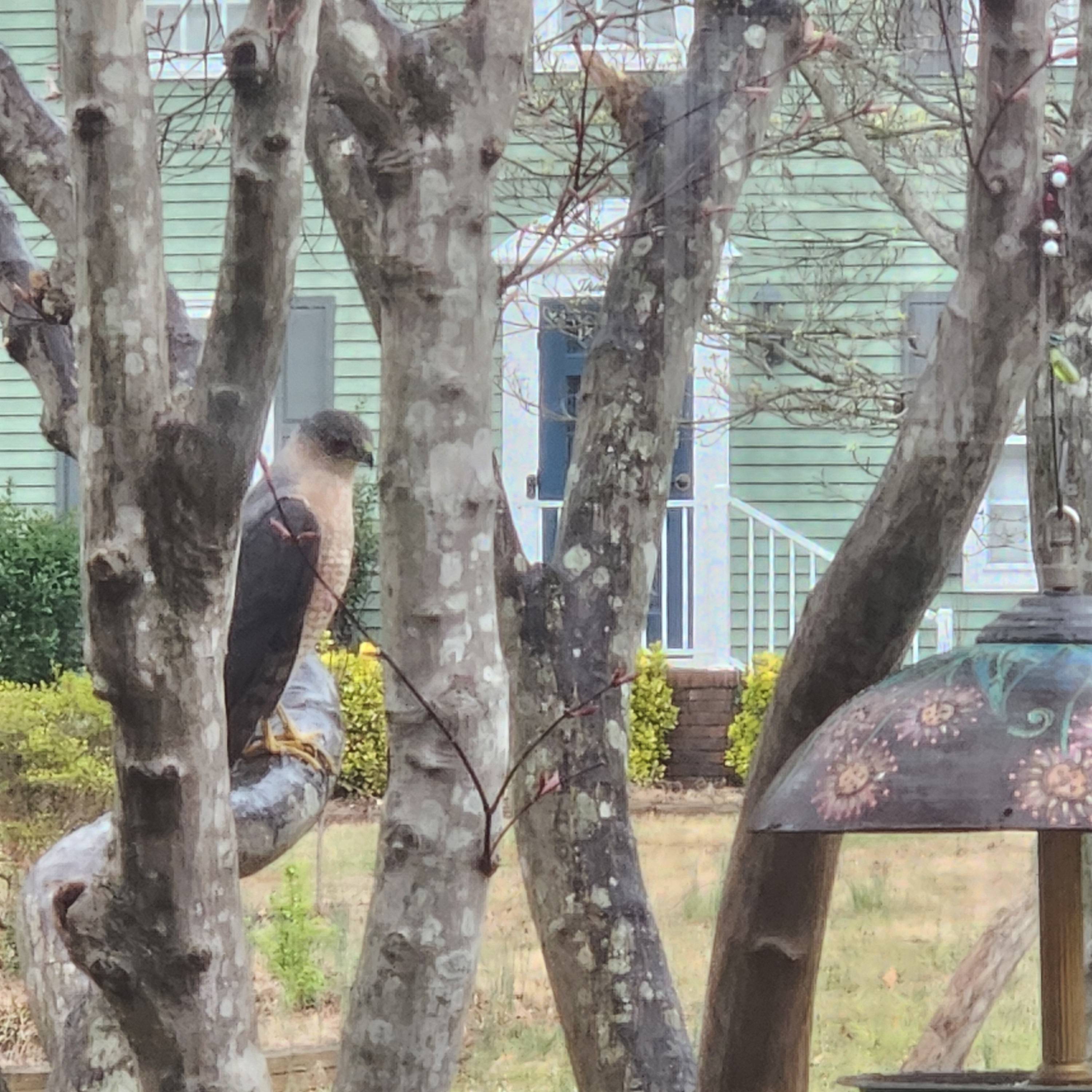 🪶 Feathered Friends | From Chipping Sparrows to Cooper’s Hawks: My Latest Bird Finds