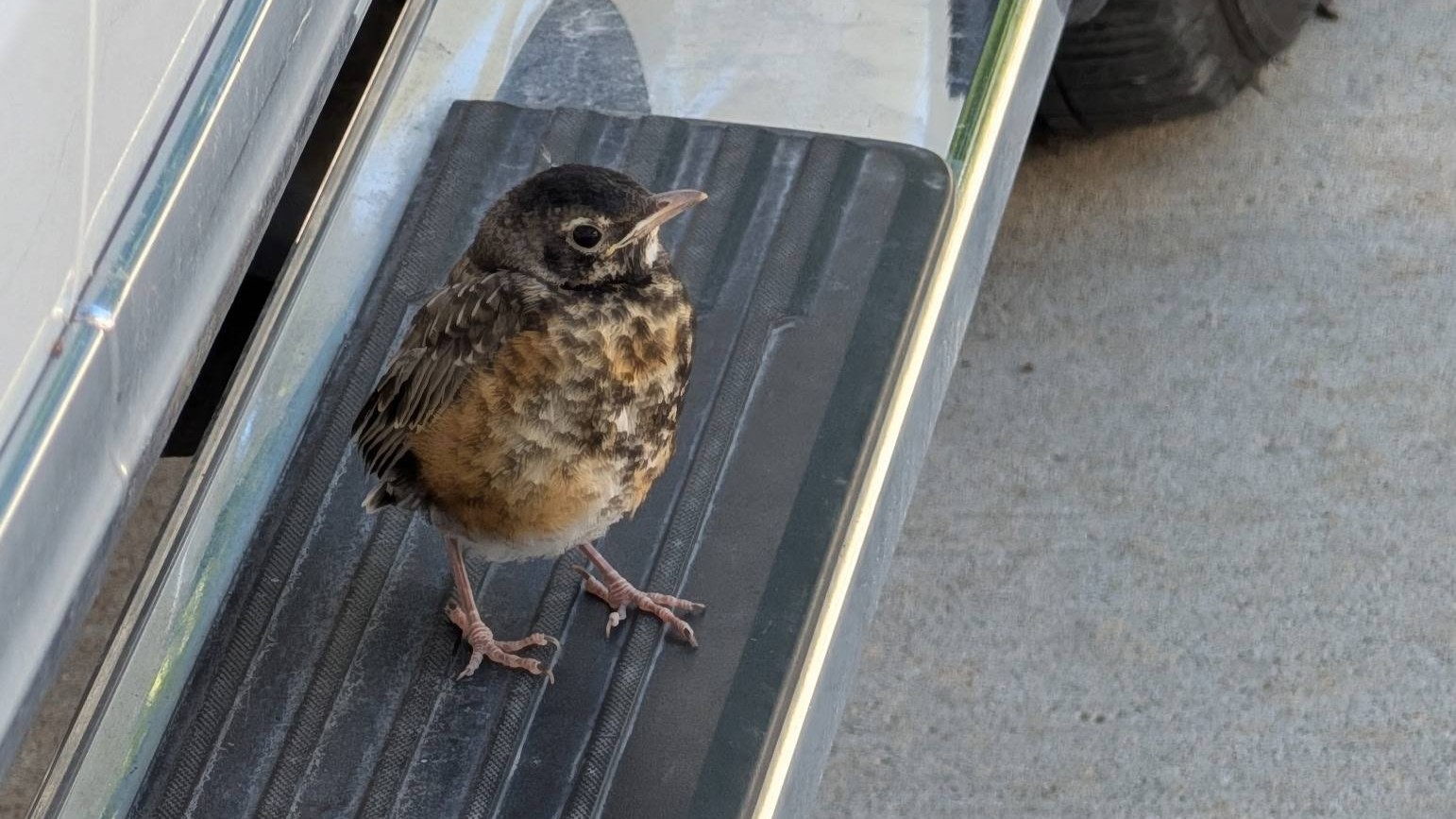 🪶 Feathered Friends | A Baby Robin, Roadside Discoveries, and Chickadee Shenanigans