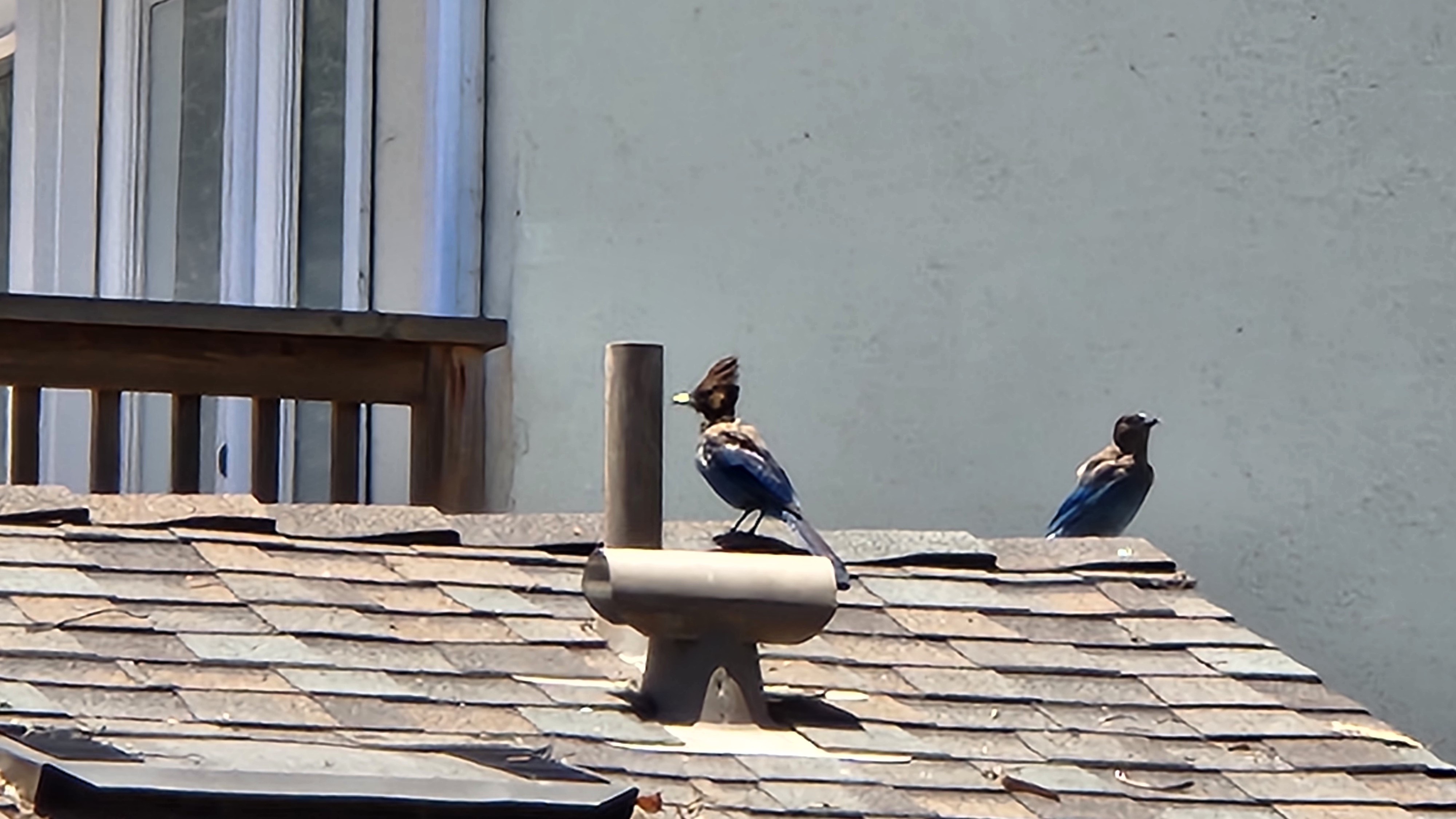 🪶 Feathered Friends | West Coast Birding on the Pacific Coast Highway