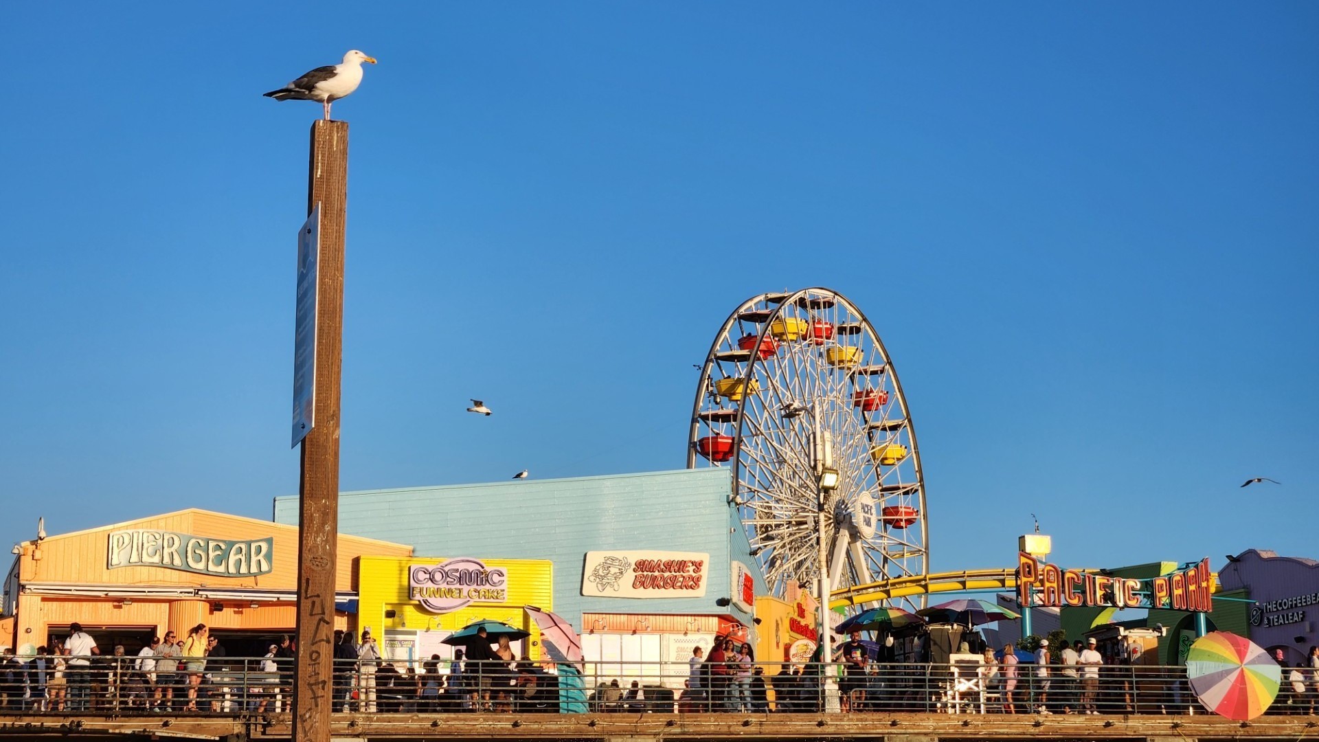 🪶Feathered Friends | Three Gulls and a Road Trip: Waterbirds of the Pacific Coast Highway